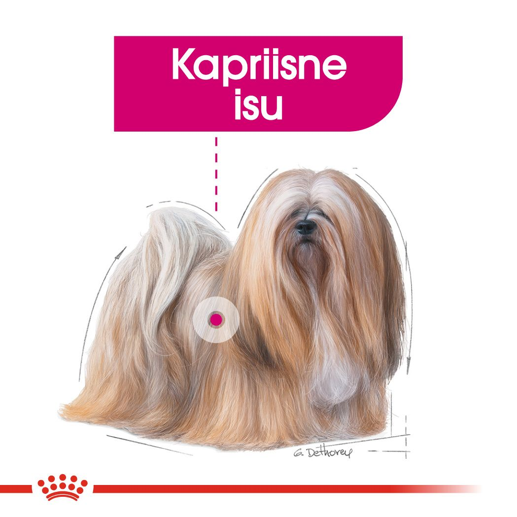 Royal Canin Mini Exigent kuivtoit