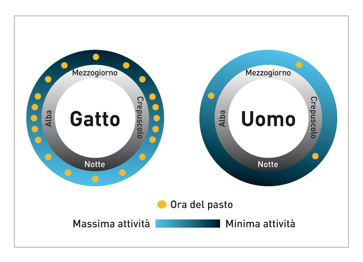 Gli schemi di attività e quelli alimentari dei gatti e dell’uomo differiscono in modo significativo, come mostra questo diagramma.