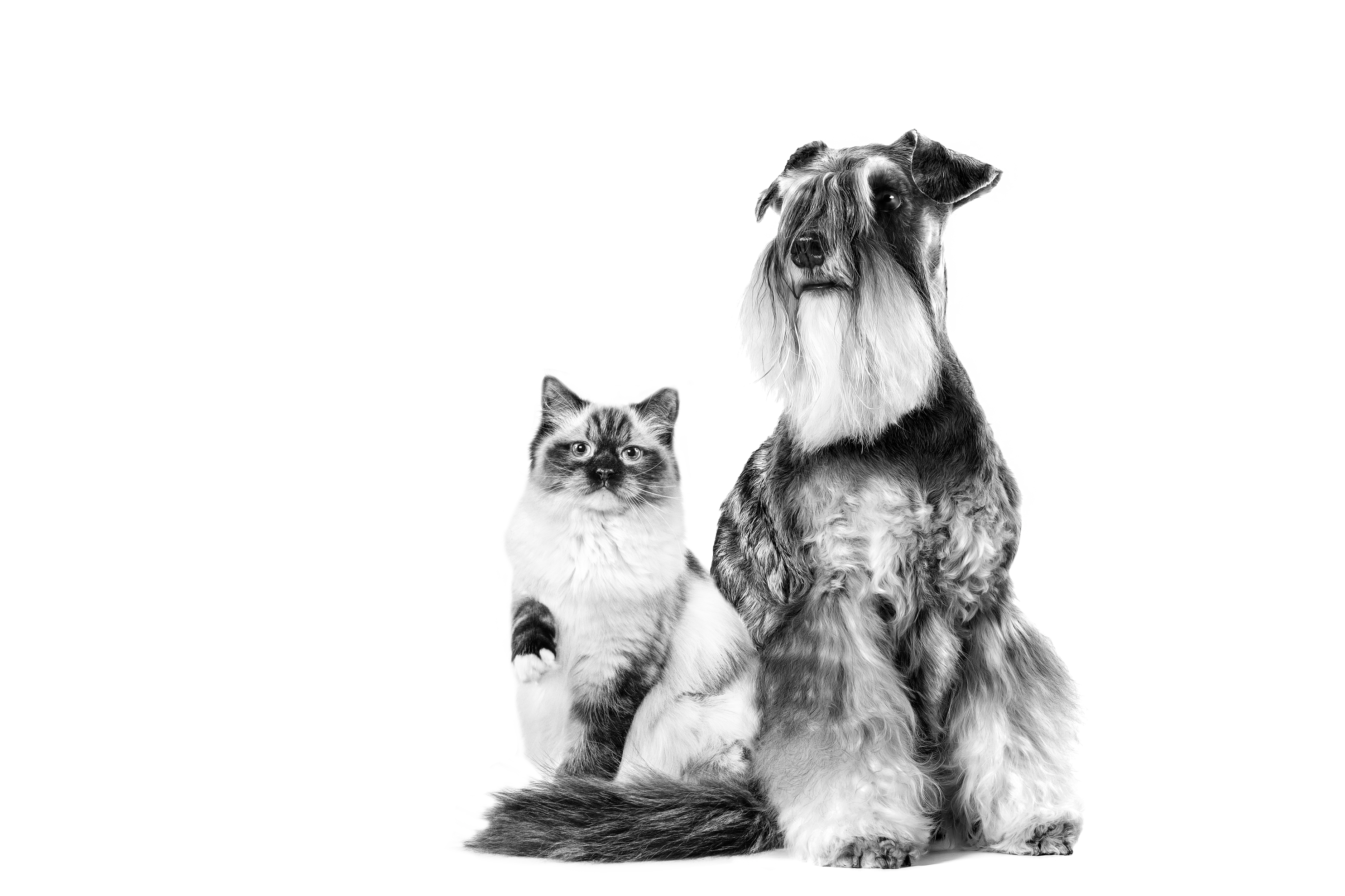 Cat and Dog Vet emblematic 