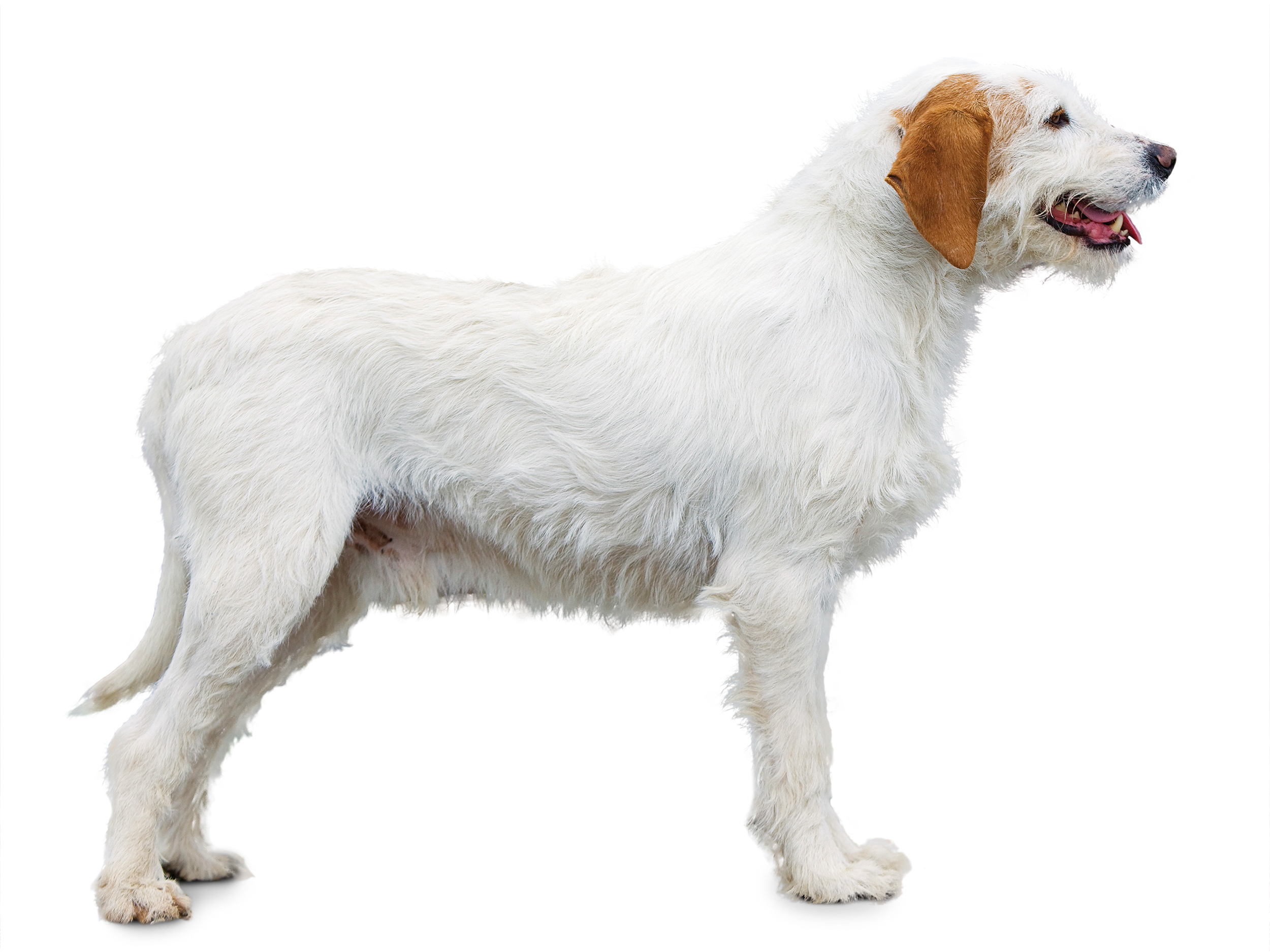 Istrian Wire-Haired Hound adult black and white