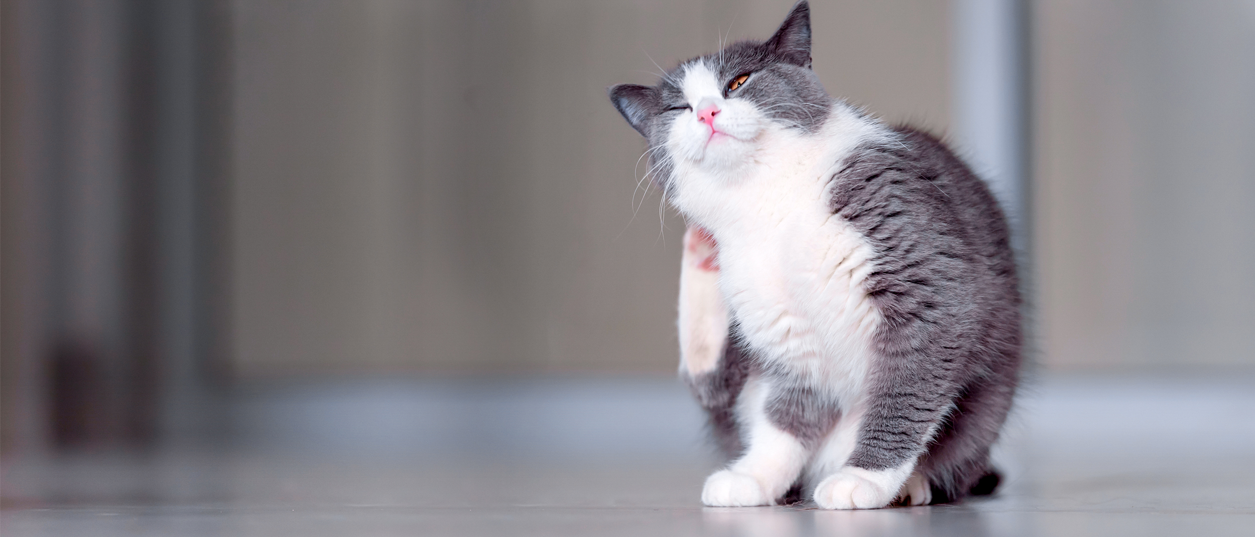 Кожный зуд у кошки - основные причины и профилактика | Royal Canin UA