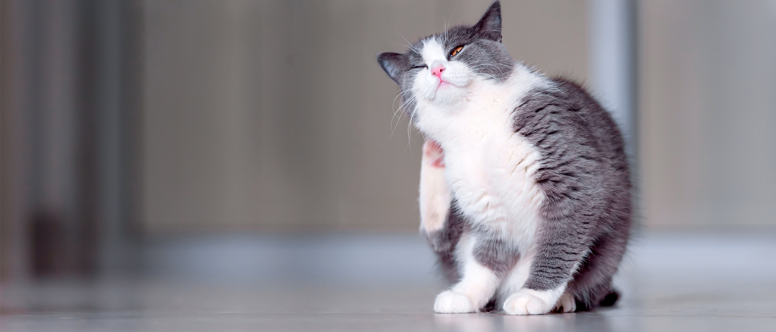 Adult British Shorthair sitting down indoors scratching itself.