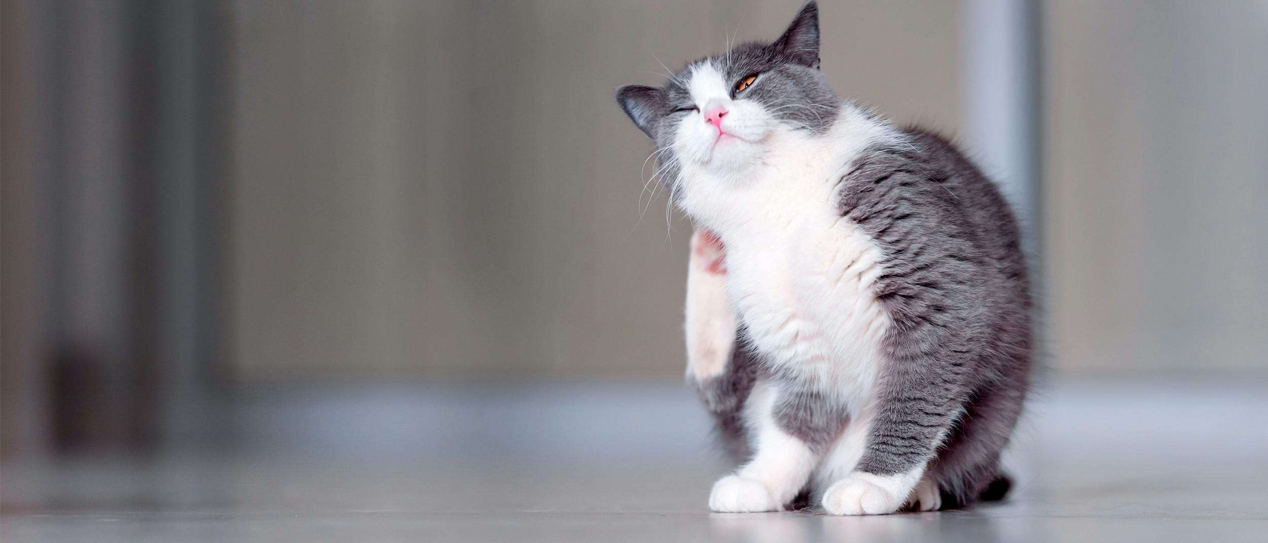 why do cats like chin scratches