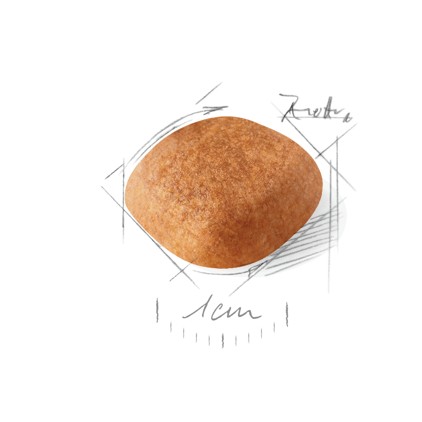 West Highland White Terrier Adult Dry Dog Food Royal Canin US