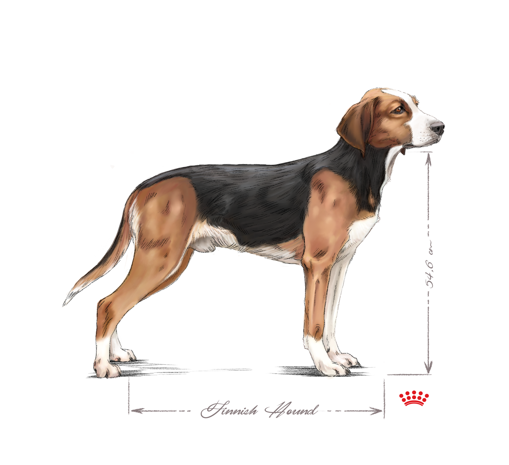 Finnish hound adult black and white