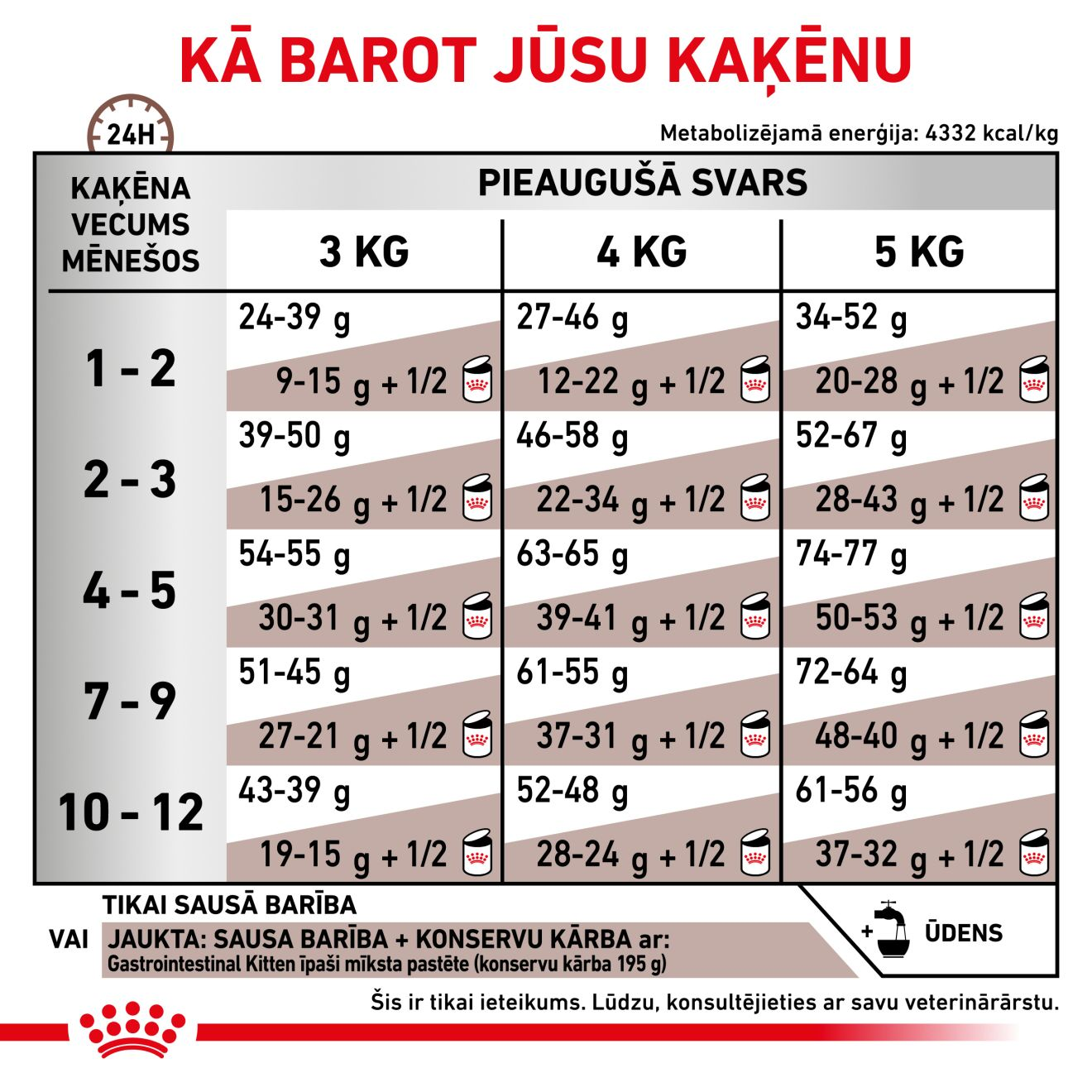 Gastrointestinal Kitten