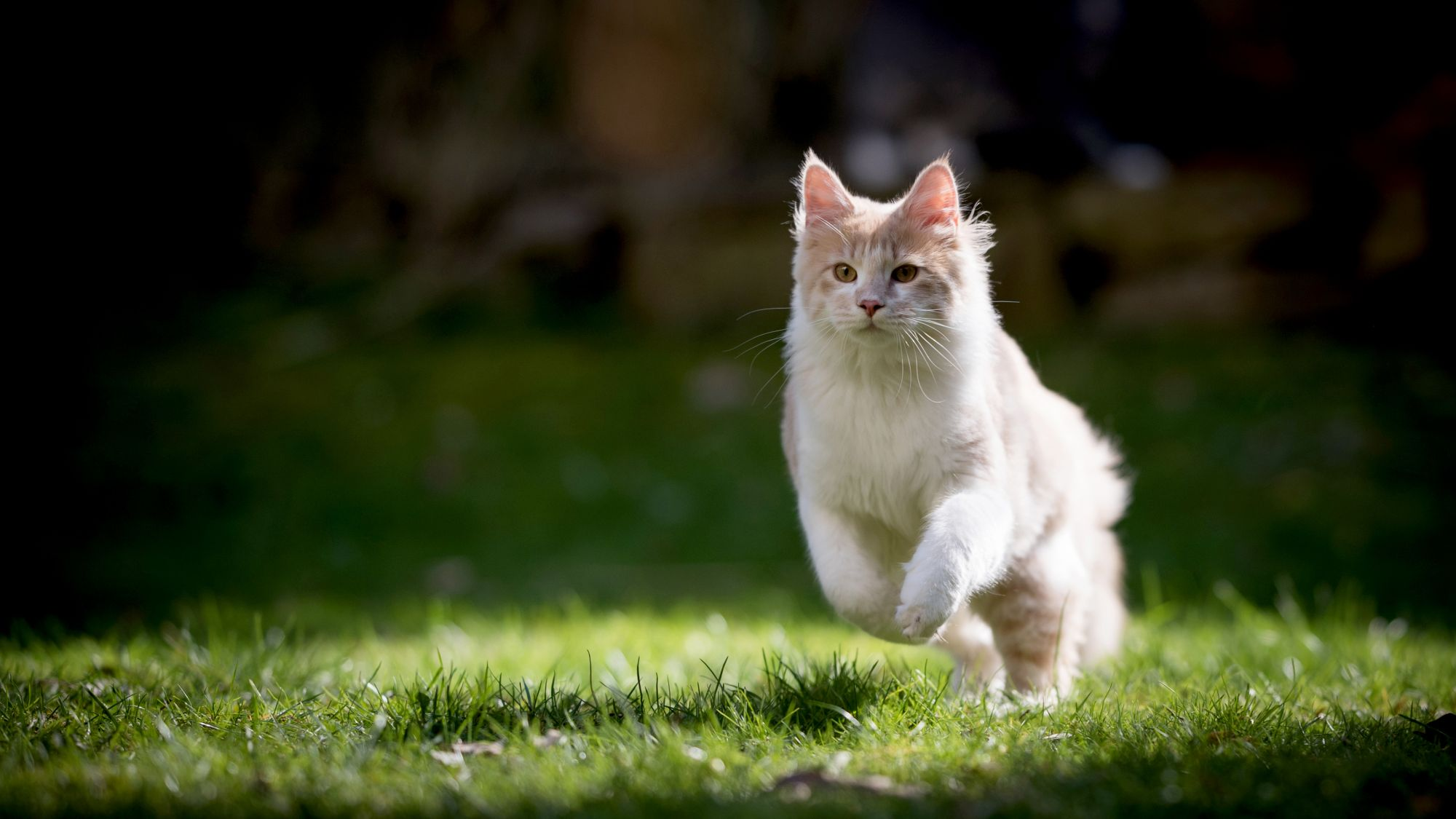 Maine Coon berwarna putih dan oranye melompat di rerumputan