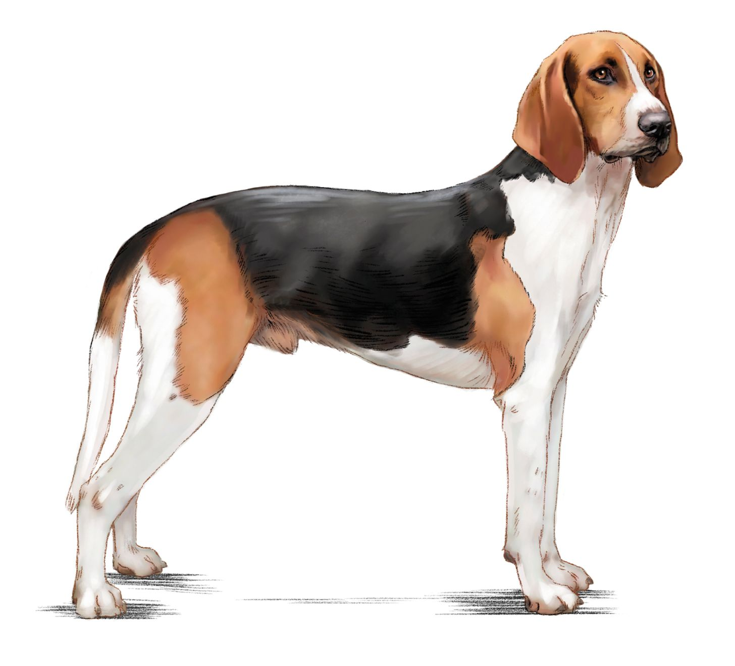 Medium-Sized Anglo-French Hound adult in black and white