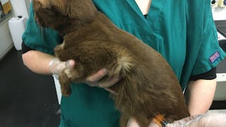 Detección de la enfermedad renal crónica precoz en el gato