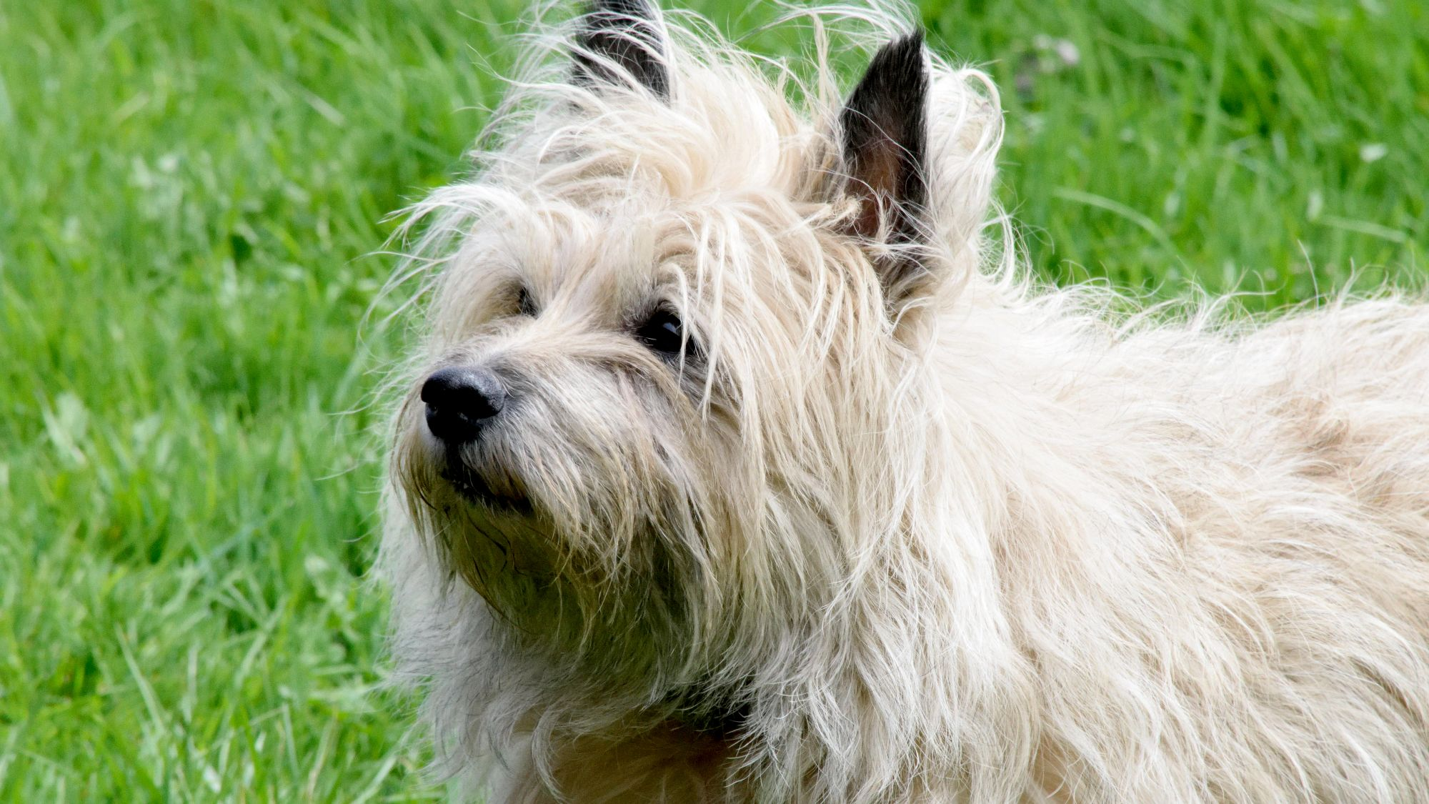Blonde Cairn Terrier looking up to the left