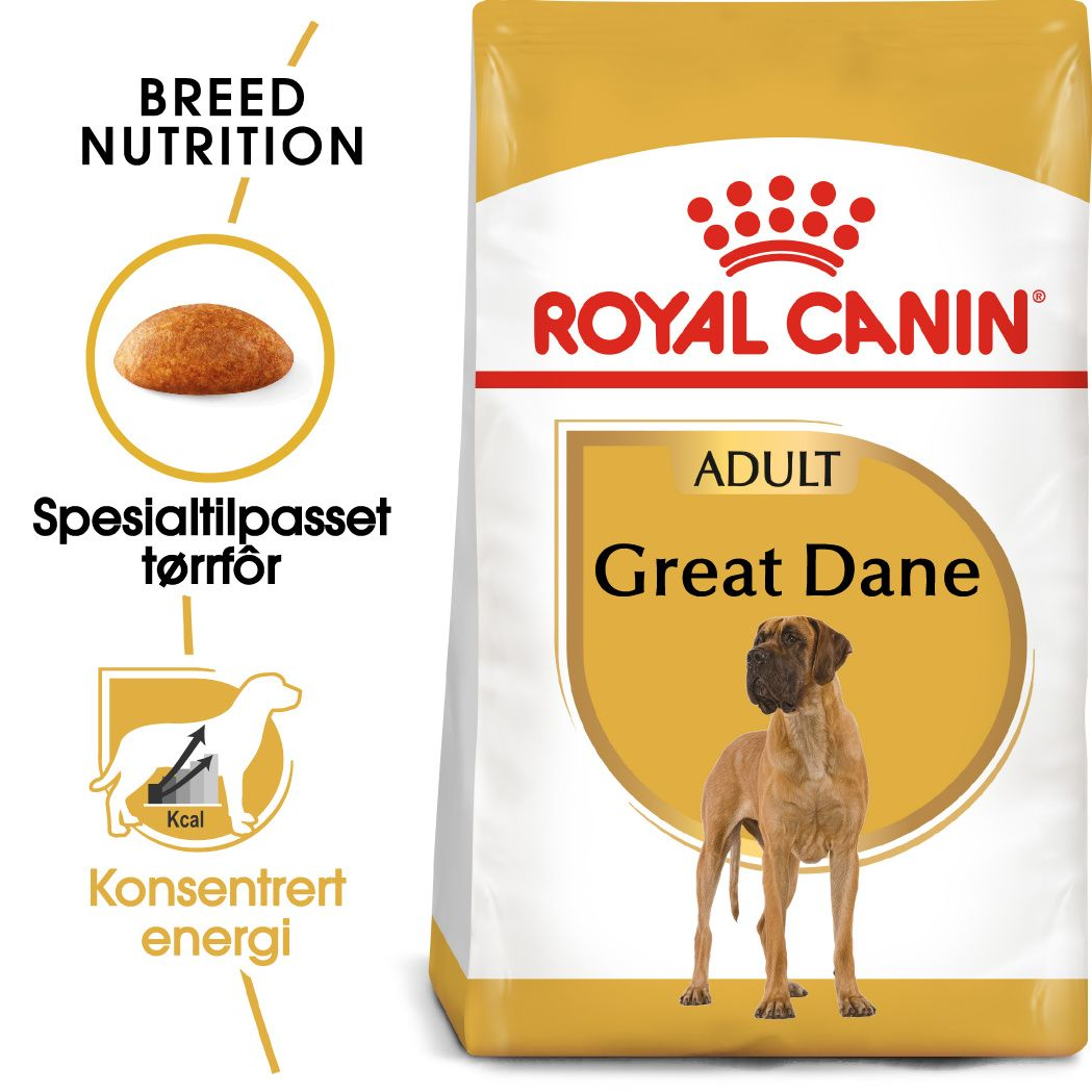 Great Dane Adult