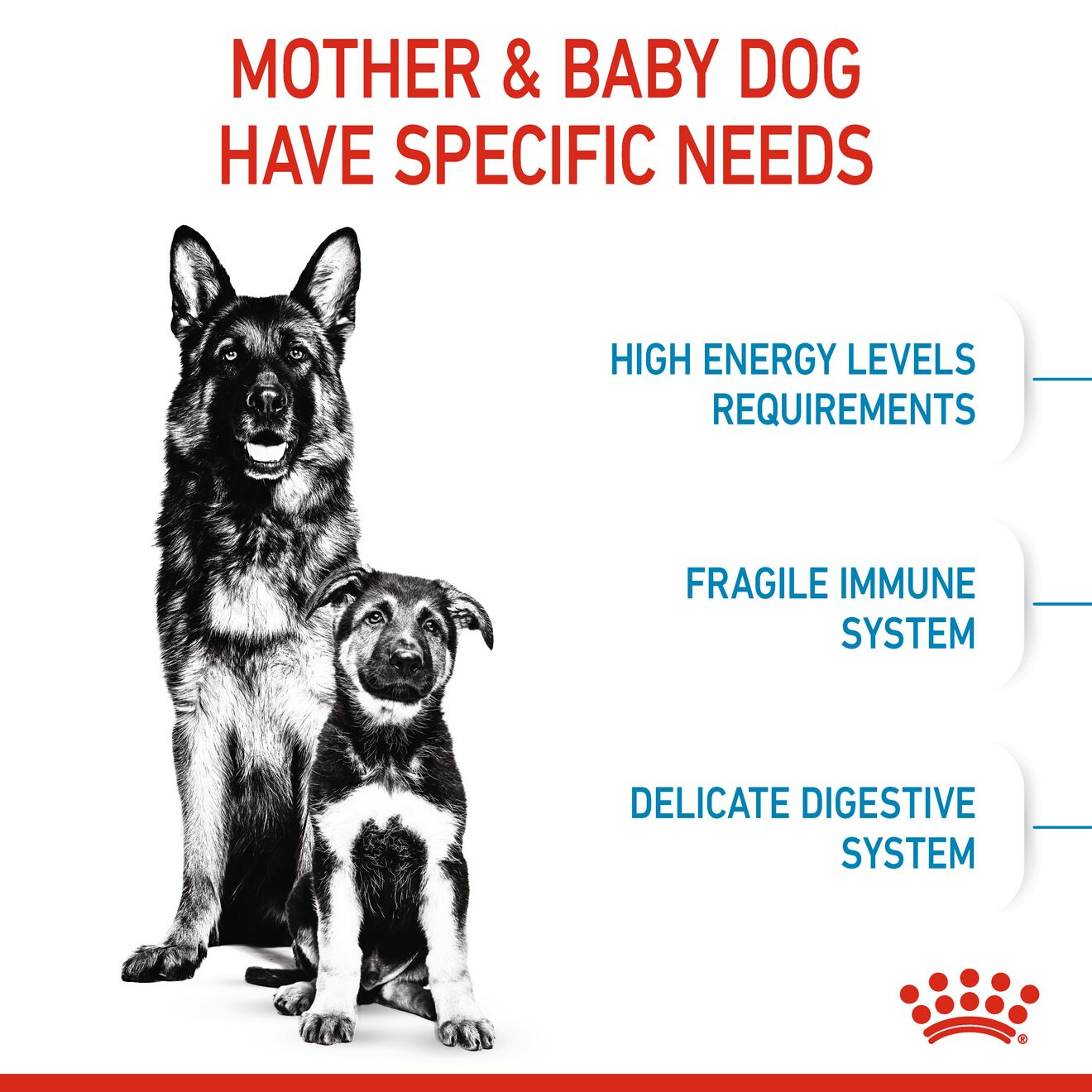 Maxi Mother & Babydog Starter 