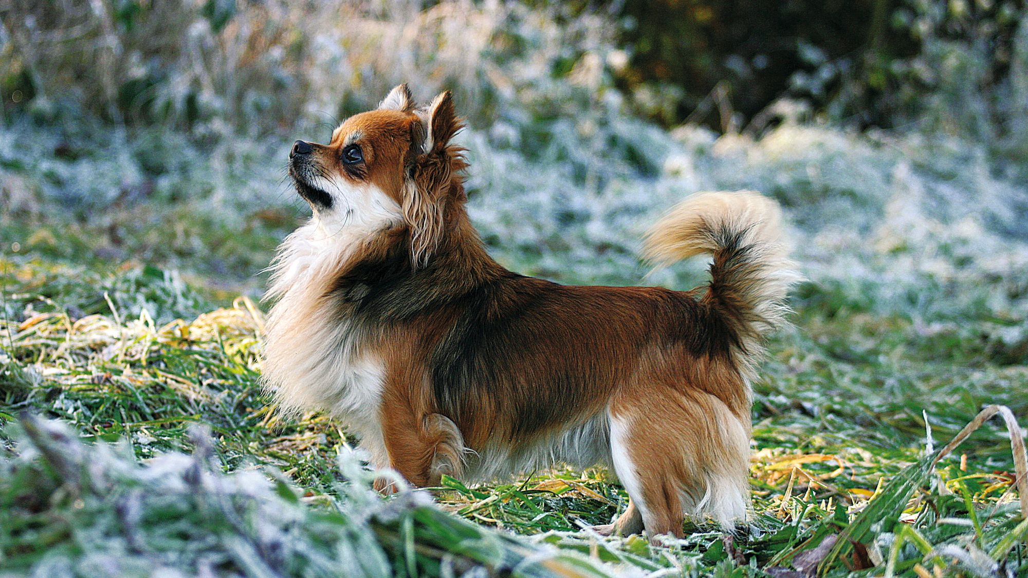 Vista lateral de un Chihuahua de pelo largo rojo de pie sobre la hierba