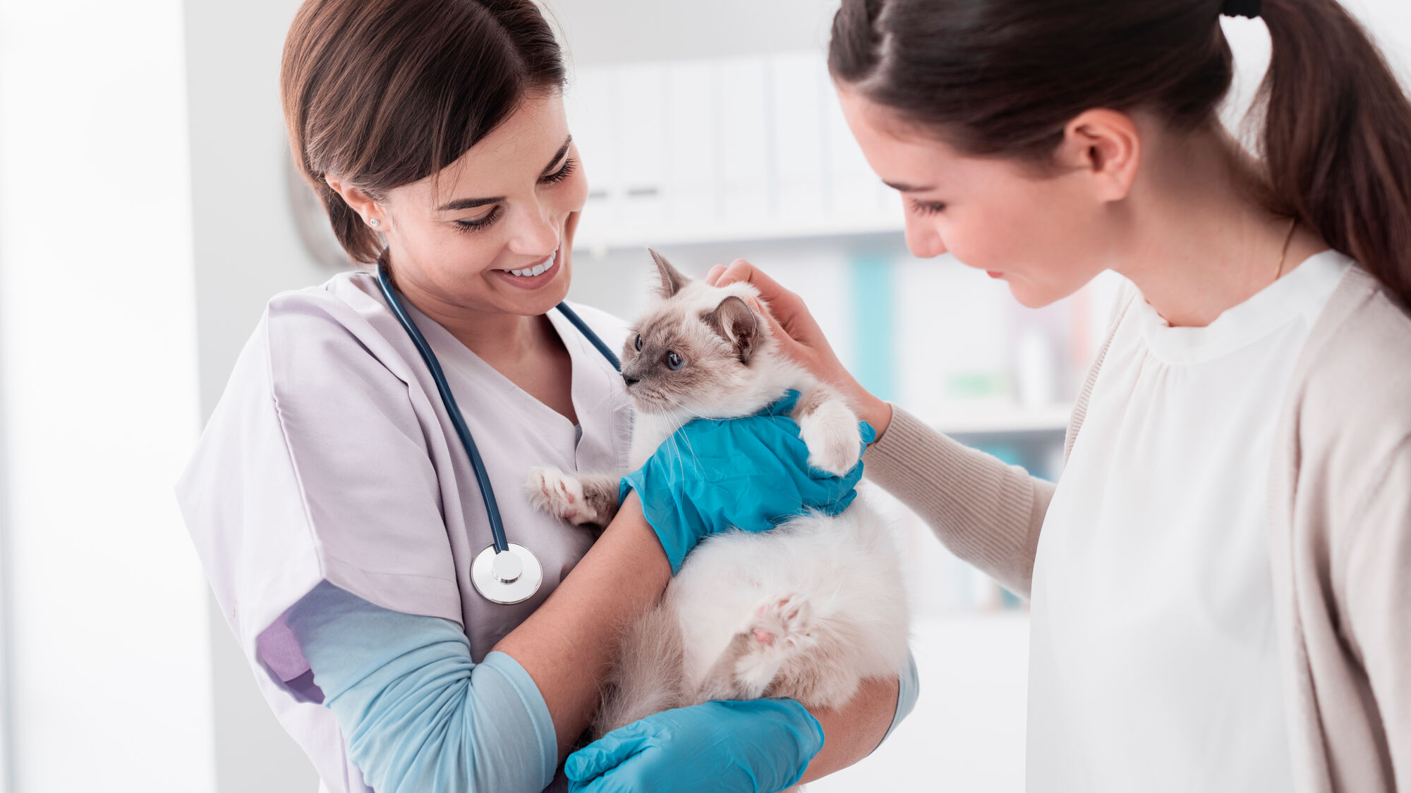 Sacred Birman kitten being examined at the veterinarian