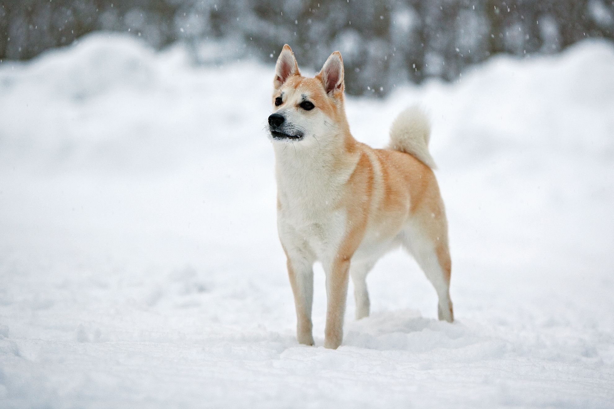 Norwegian Buhund standing in snow 