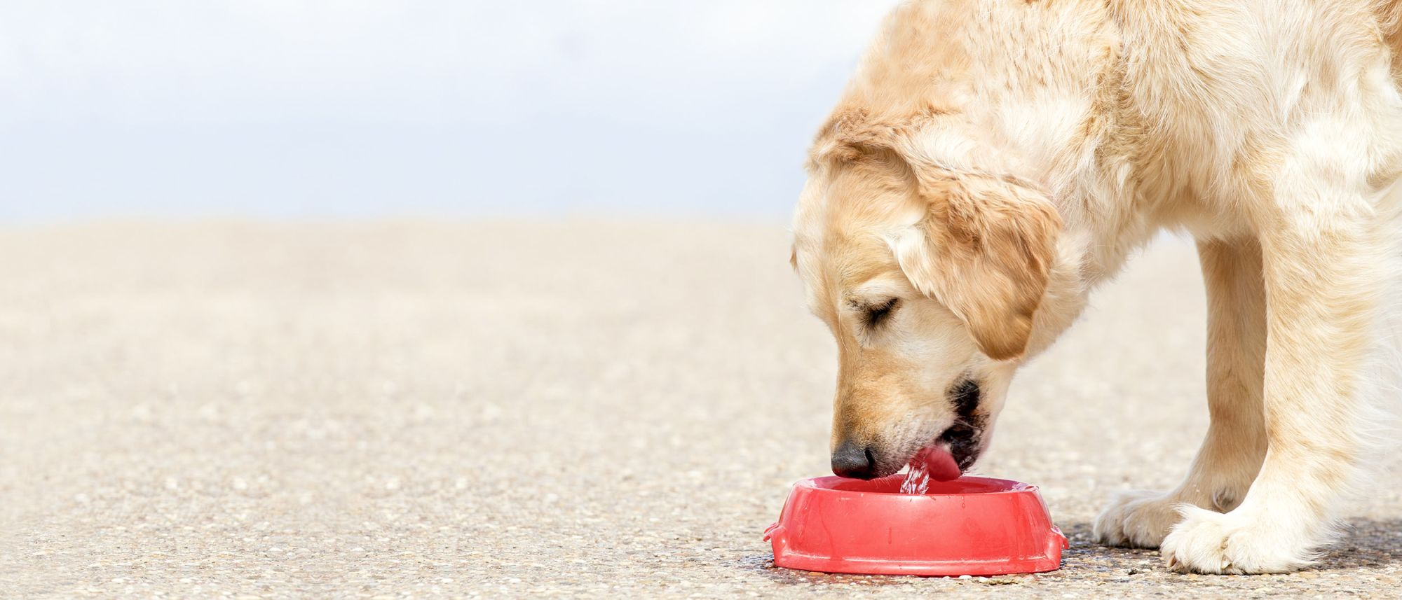Adult Golden Retriever standing outdoors eating from a red bowl