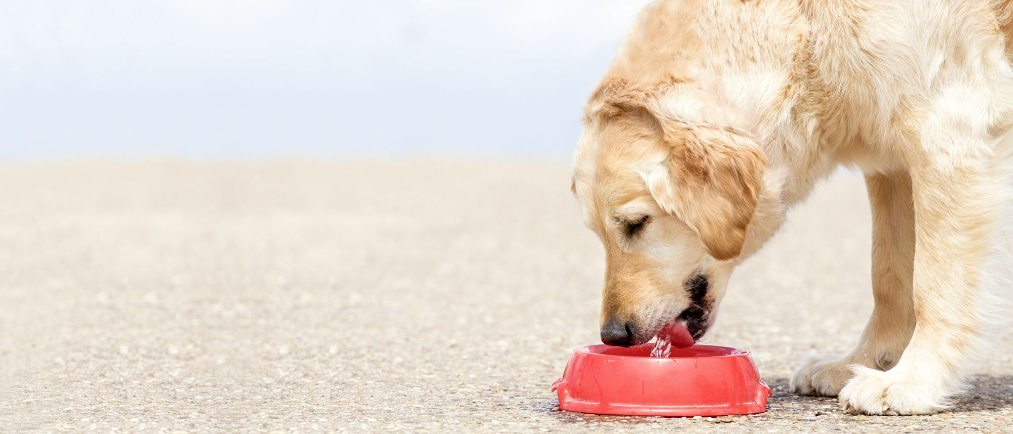 Golden Retriever adulto de pie al aire libre comiendo de un tazón rojo