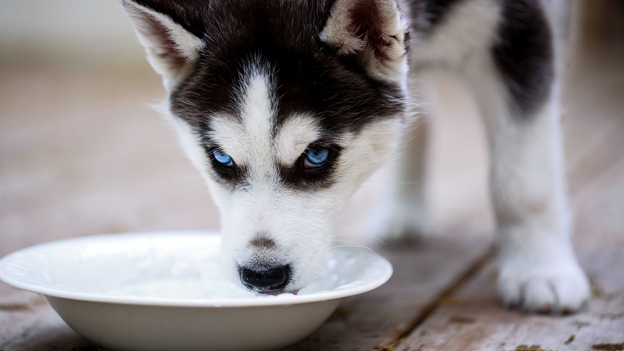 Dog drinking water from bowl