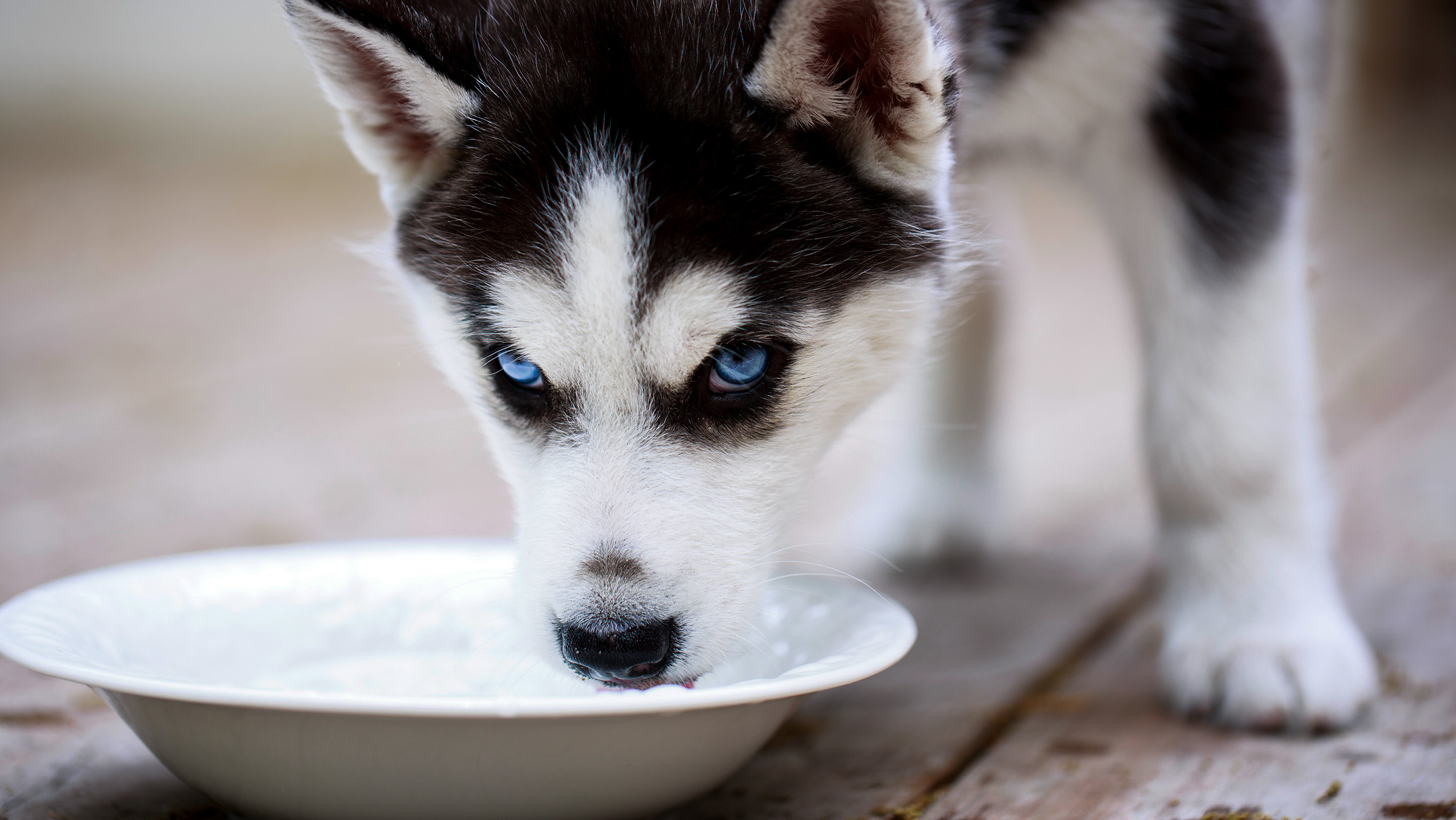 Siberian Husky standing outdoors drinking from a white bowl.