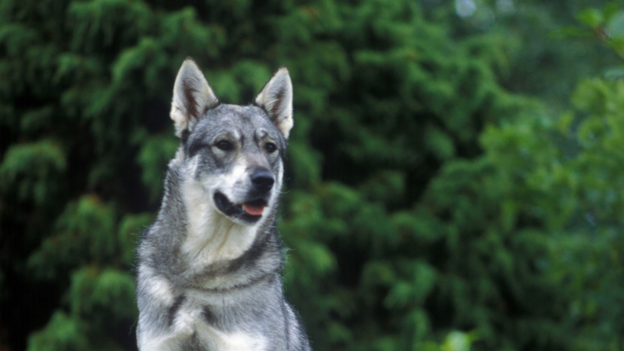 Close-up of Swedish Elkhound looking past the camera, trees in the background