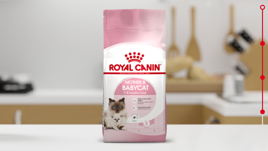 Royal canin baby outlet kitten