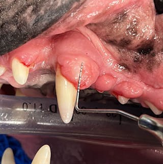 Gingival enlargement in the dog