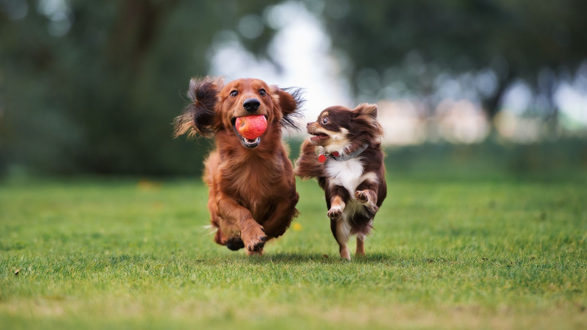 deux chiens de petite taille jouant ensemble à l'extérieur