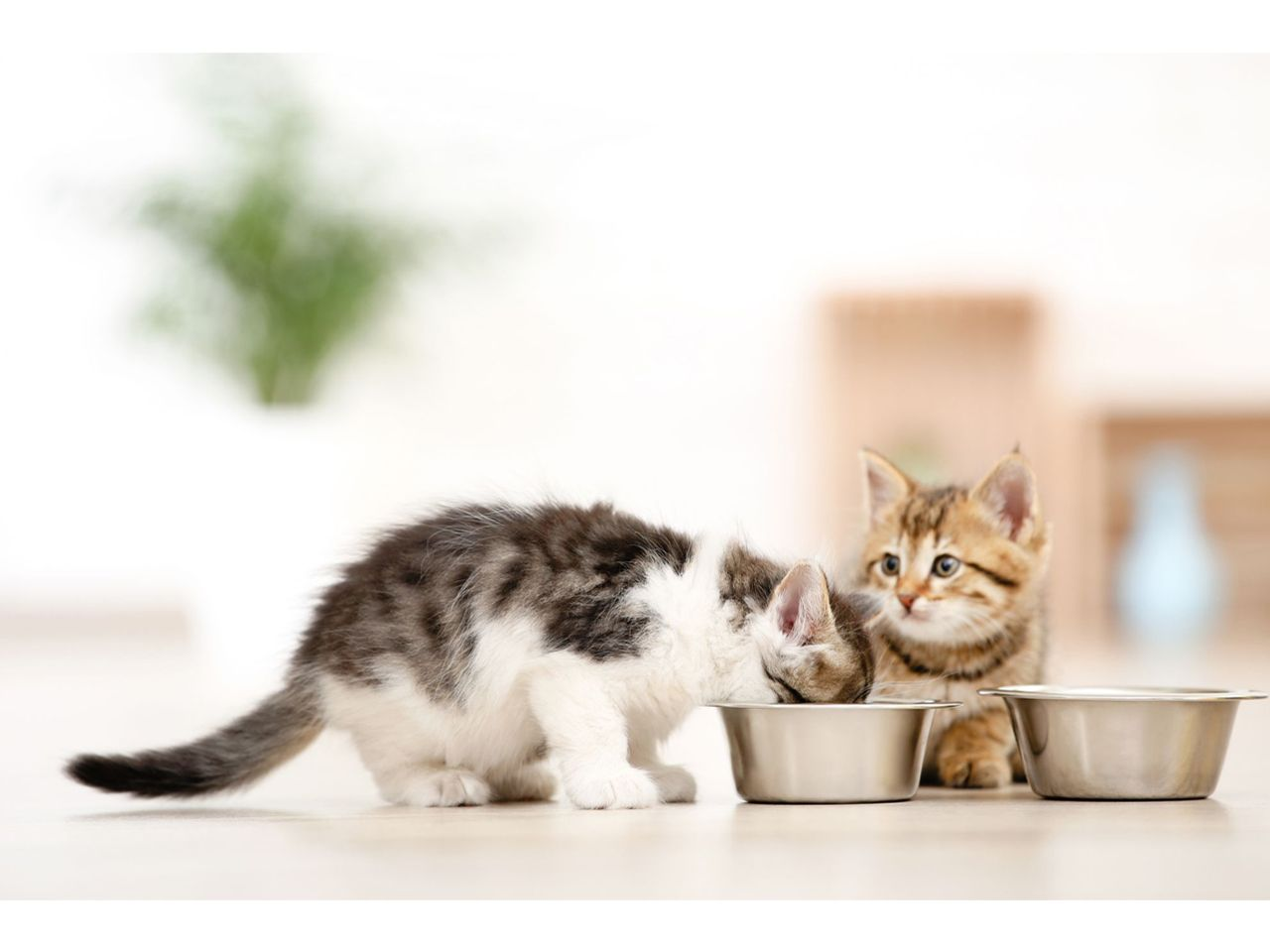 Kitten standing outdoors being groomed by mother cat