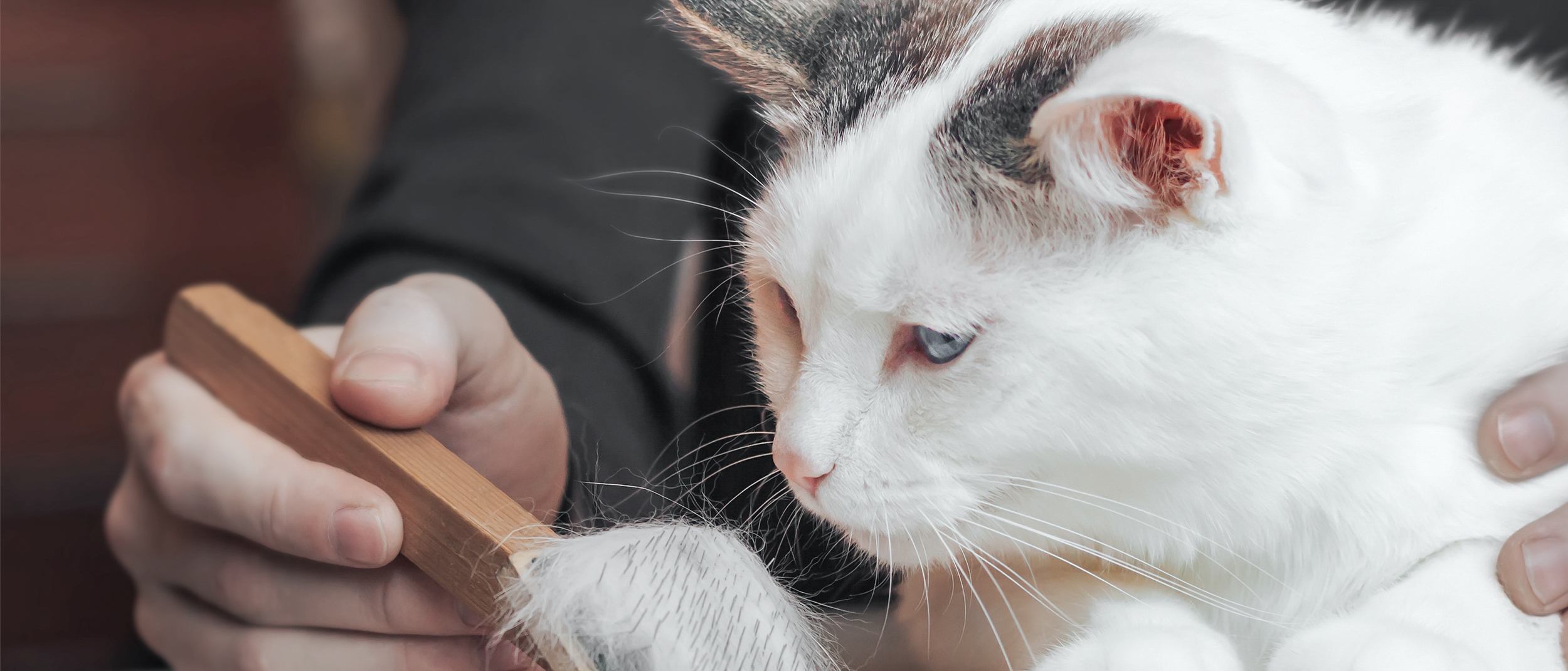 Eine ausgewachsene weiße Katze schaut auf eine Fellbürste mit vielen weißen Haaren zwischen den Borsten.