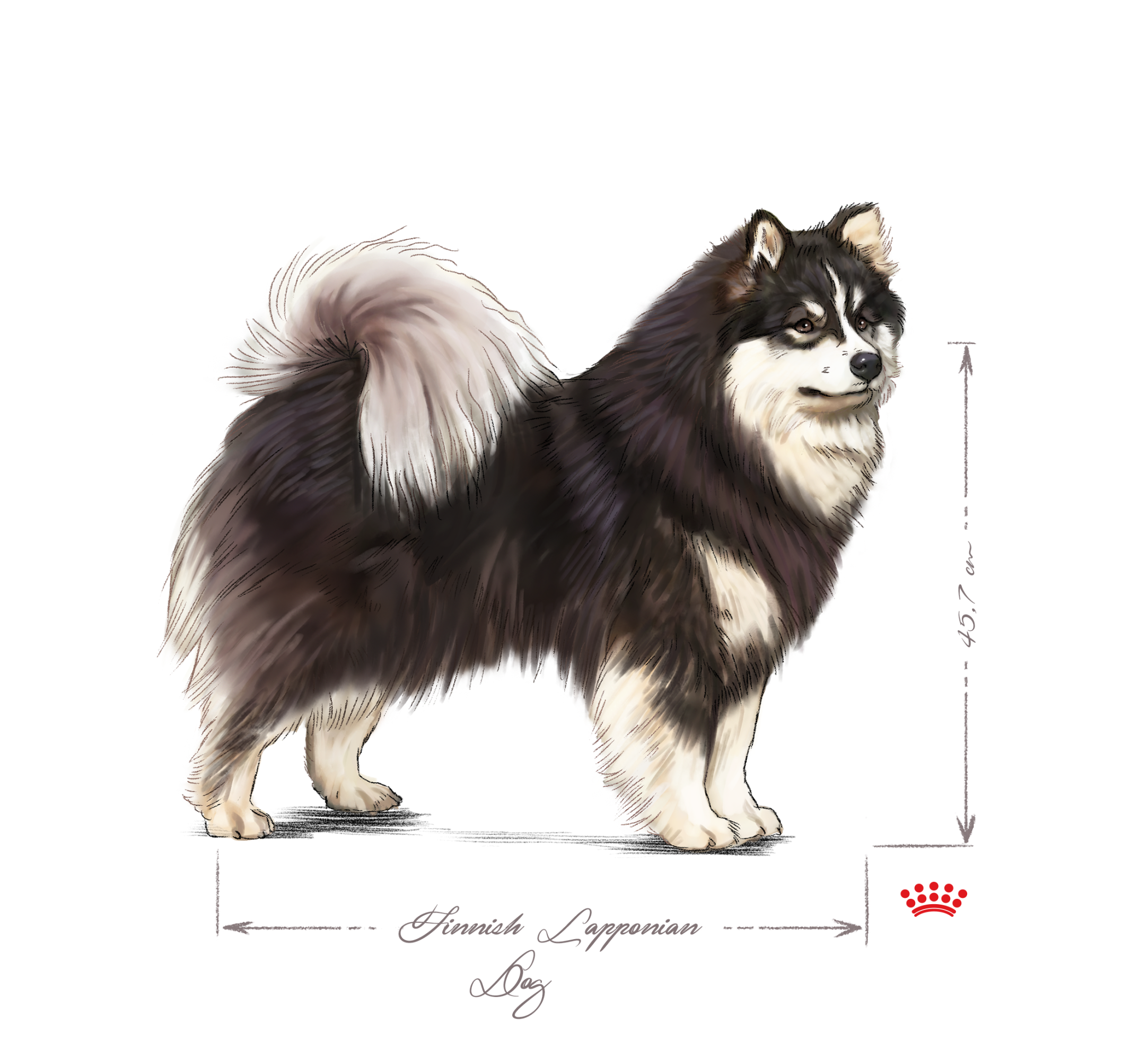 Finnish Lapponian Dog adult black and white