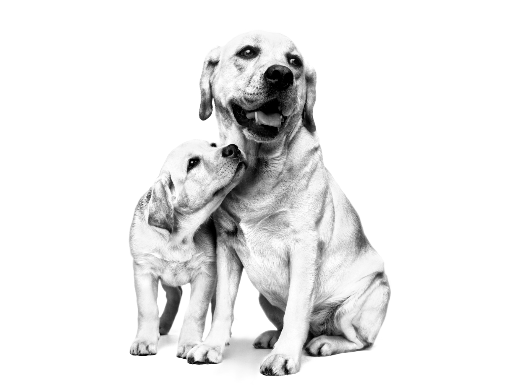 Retrato en blanco y negro de labrador dorado adulto y cachorro uno al lado del otro