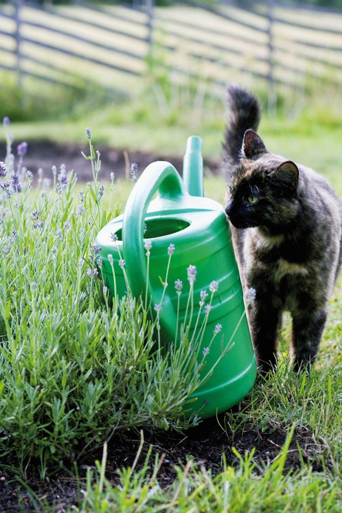 Cats may be tempted to drink from outdoor receptacles such as watering cans; owners need to ensure that no toxic chemicals remain.