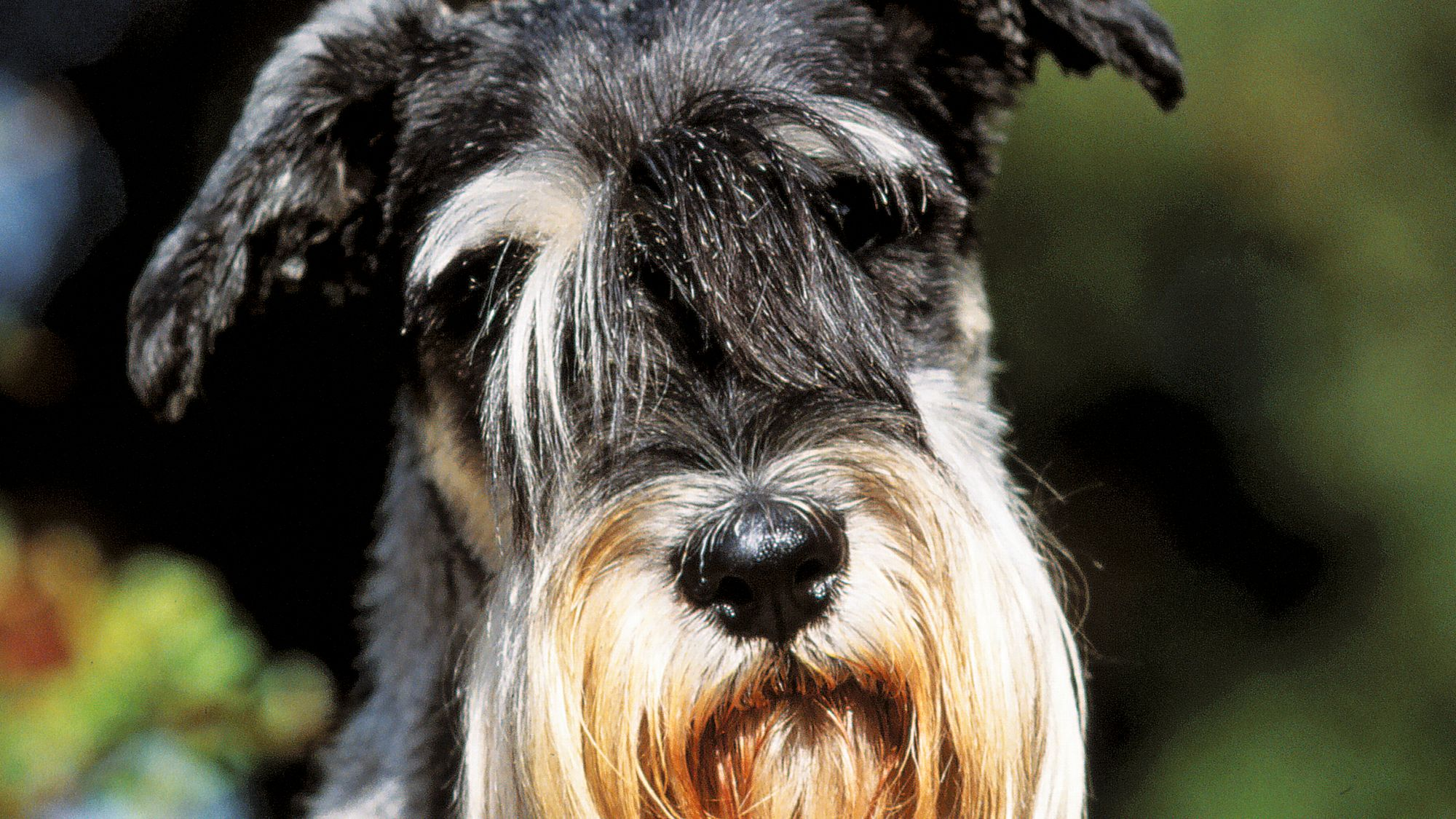 Close-up of Standard Schnauzer looking at camera with tilted head