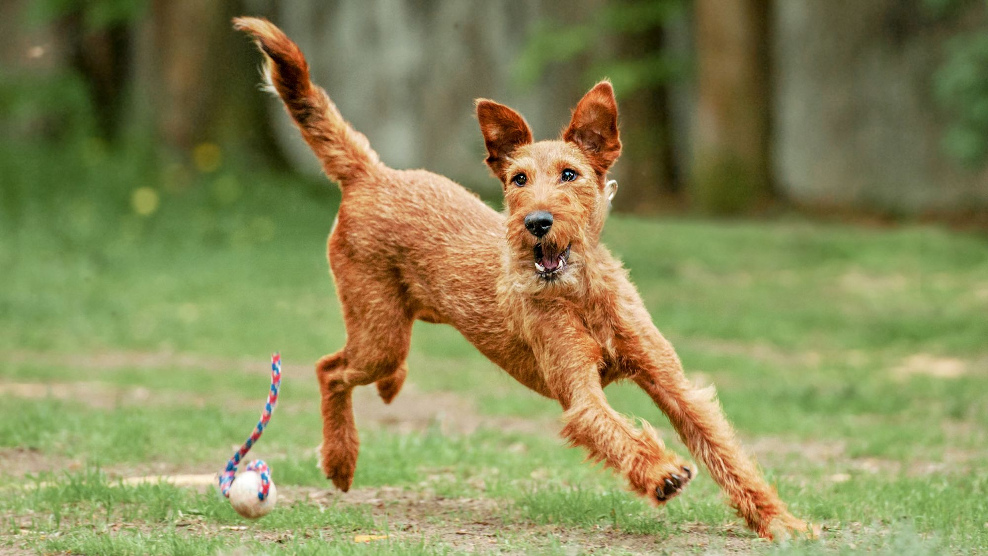 Adult Irish Terrier running in a garden with a toy.