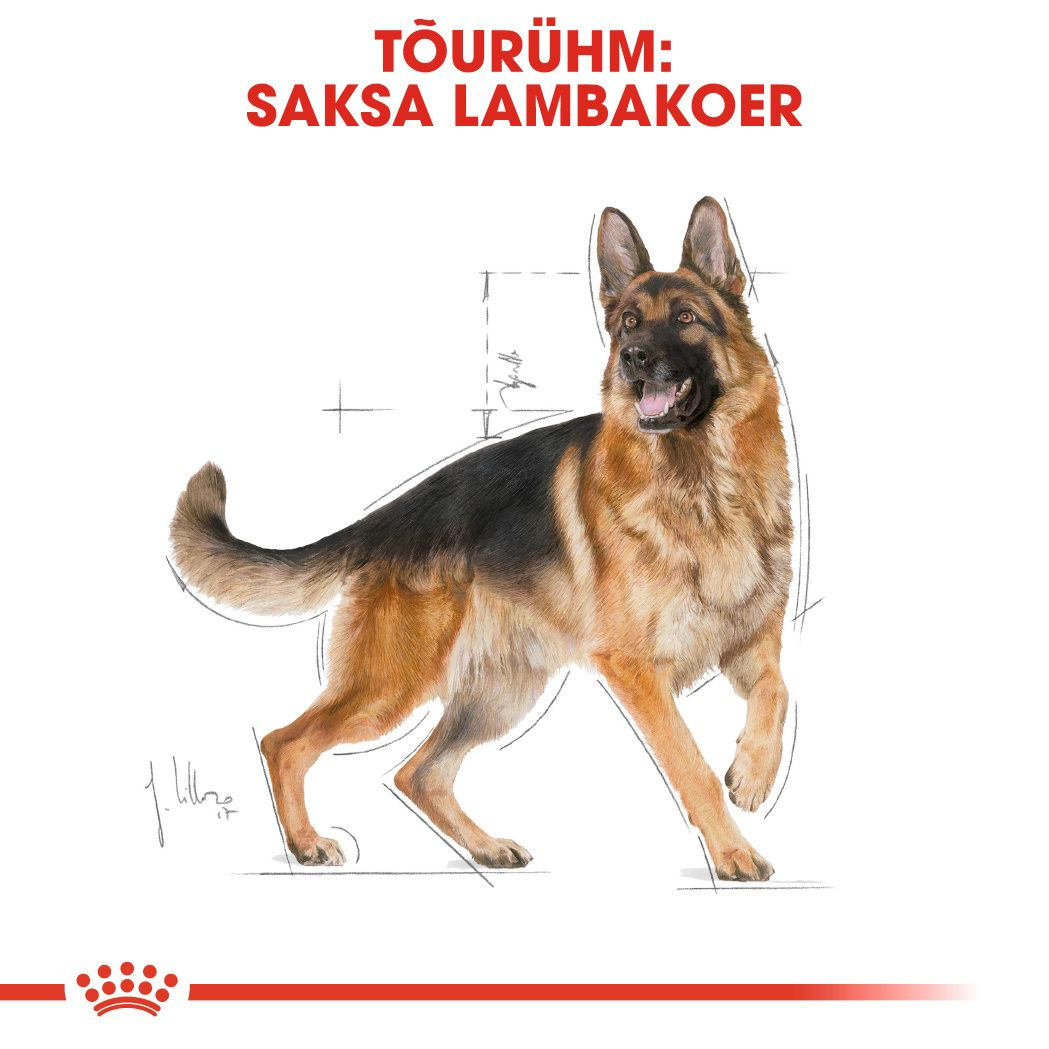 Royal Canin German Shepherd Adult kuivtoit