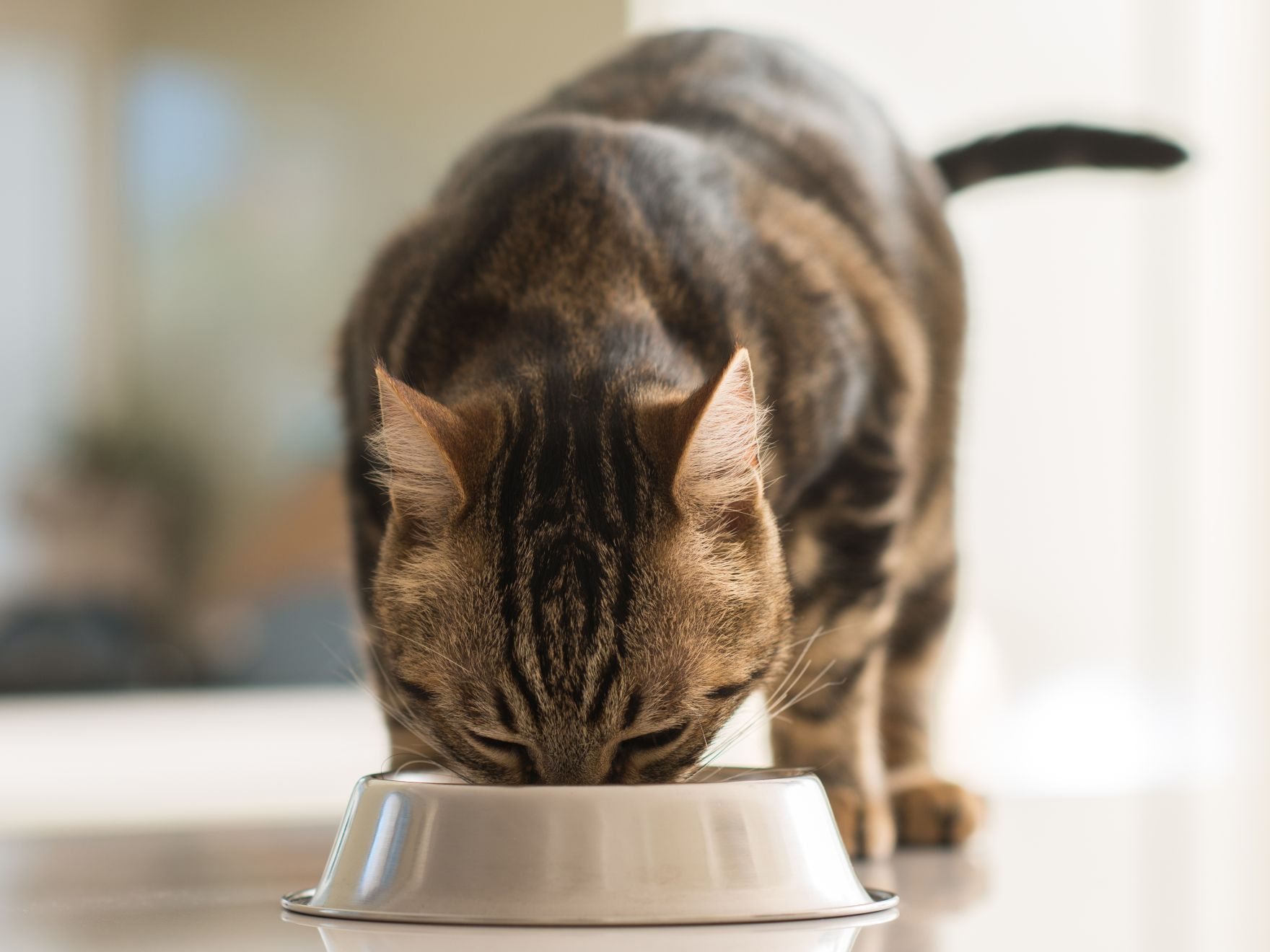 Brown cat standing up and eating from a silver cat food bowl