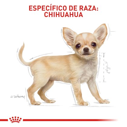 5 CHIHUAHUA PUPPY COLOMBIA