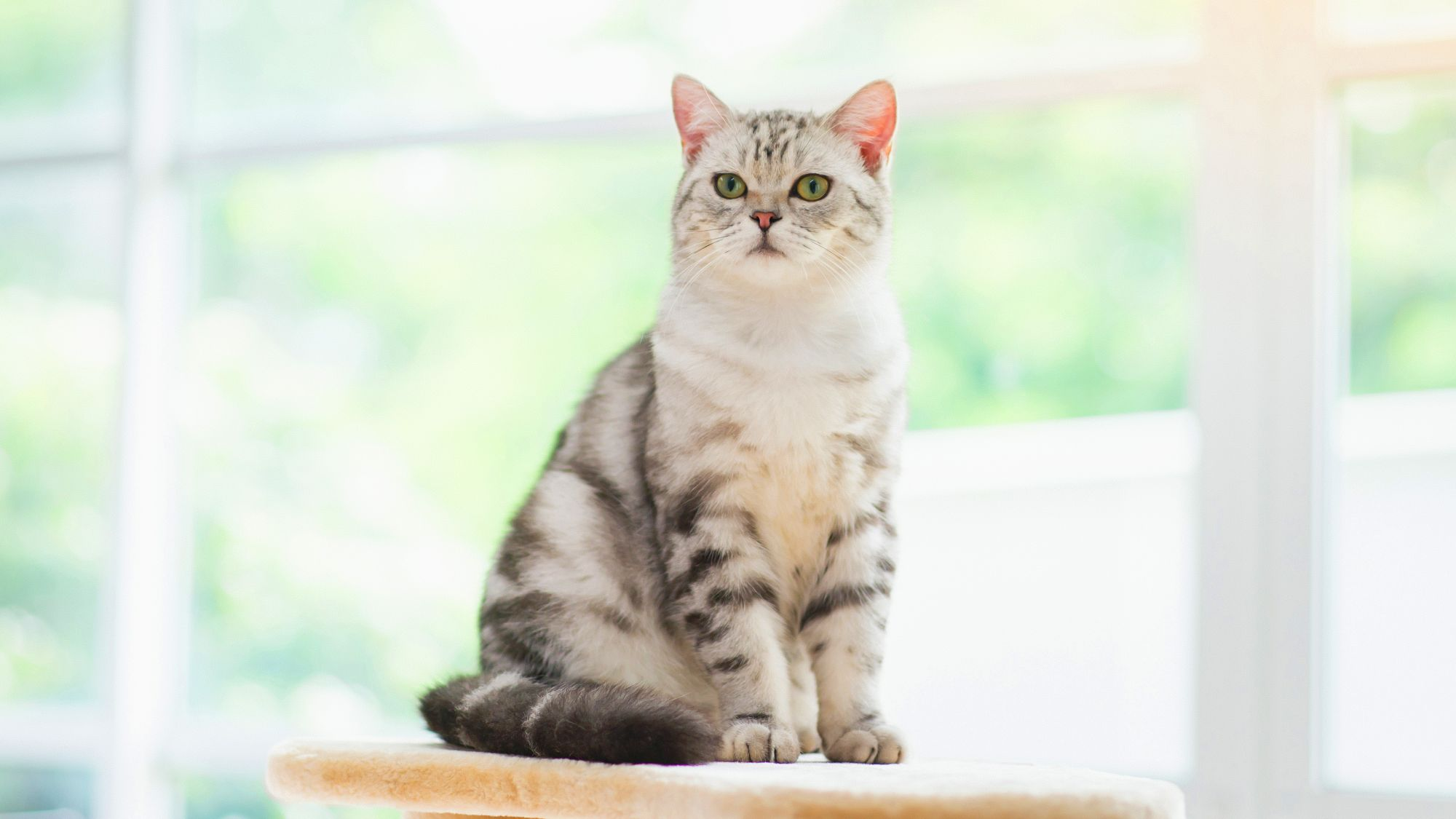 American Shorthair sitzt drinnen auf einer Steinurne