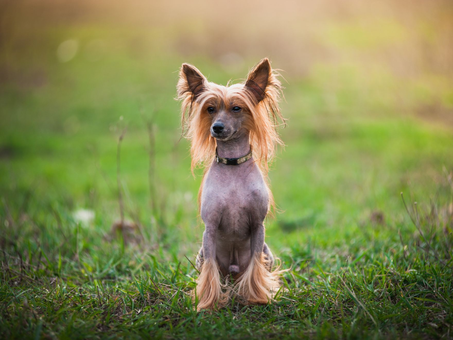 Un chien chinois à crête assis dans l'herbe