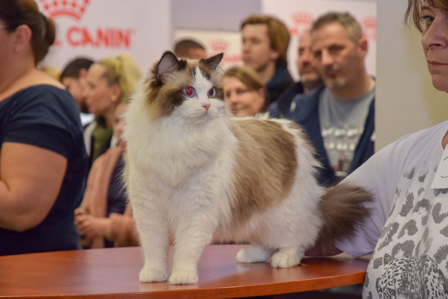 royal-canin-international-cat-show