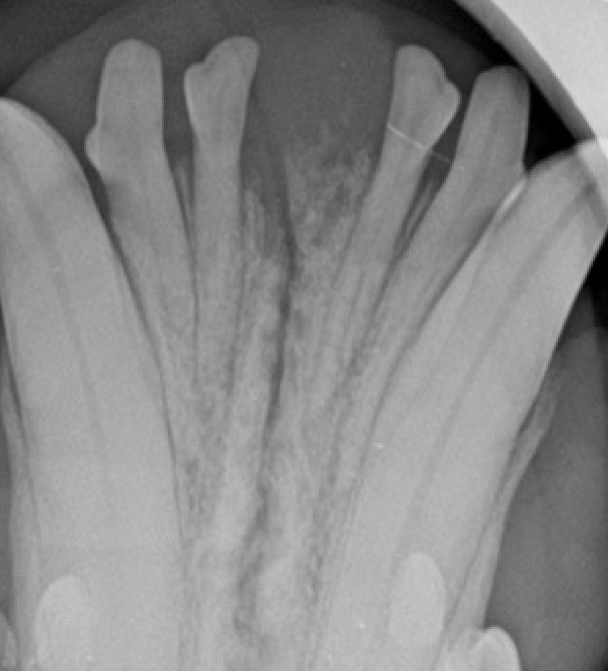 Radiographie intrabuccale du chien