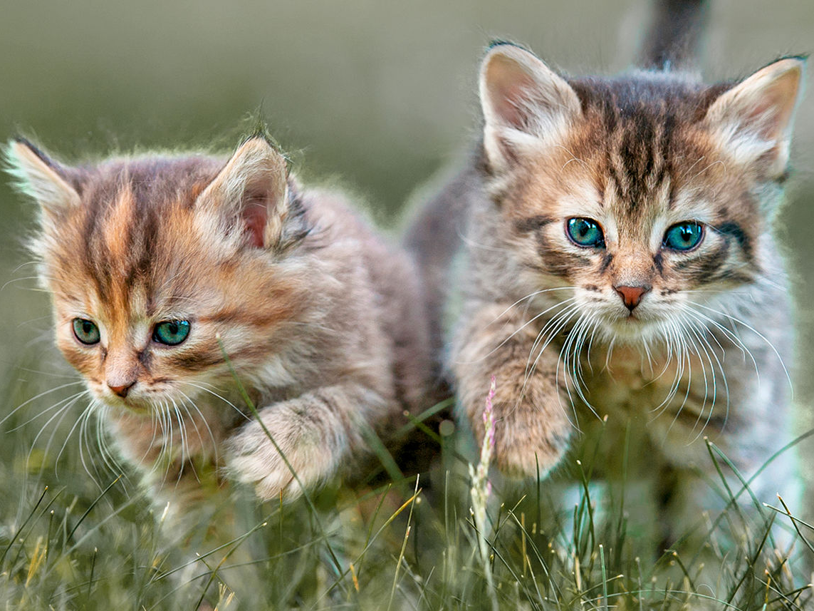 Yavru kediler, çimlerde yürüyor