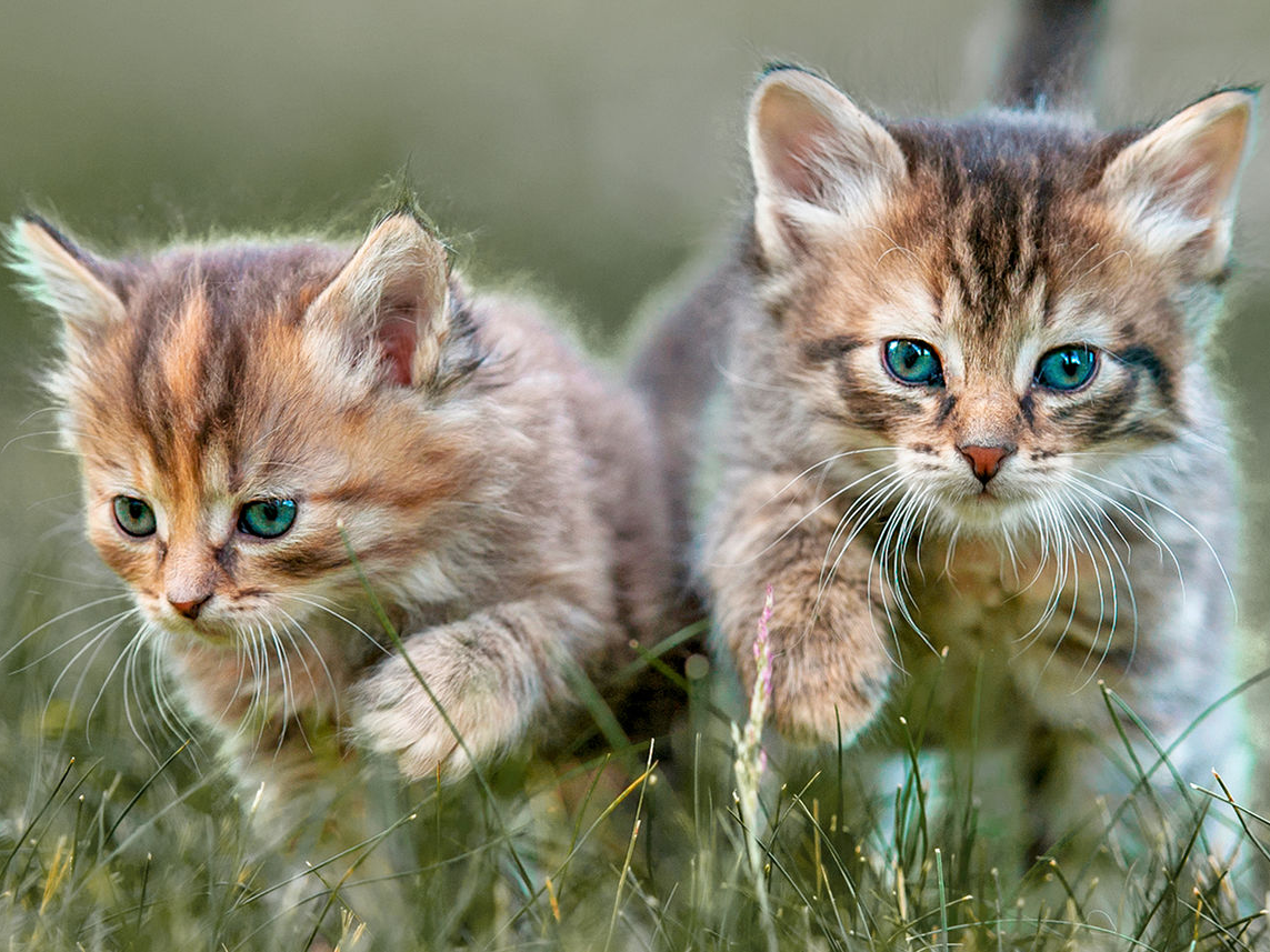 Deux chatons