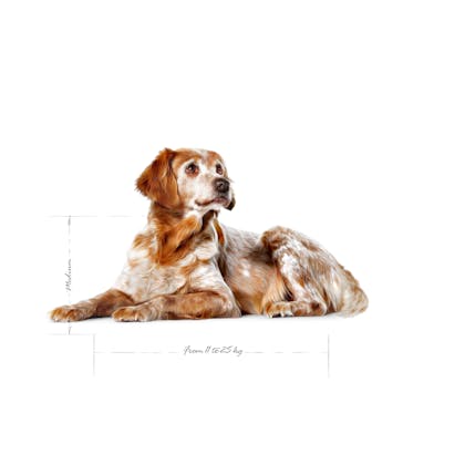 SHN24-MED_AGE-SPANIEL-LYING-EMBLEMATIC-PICTURE-B1