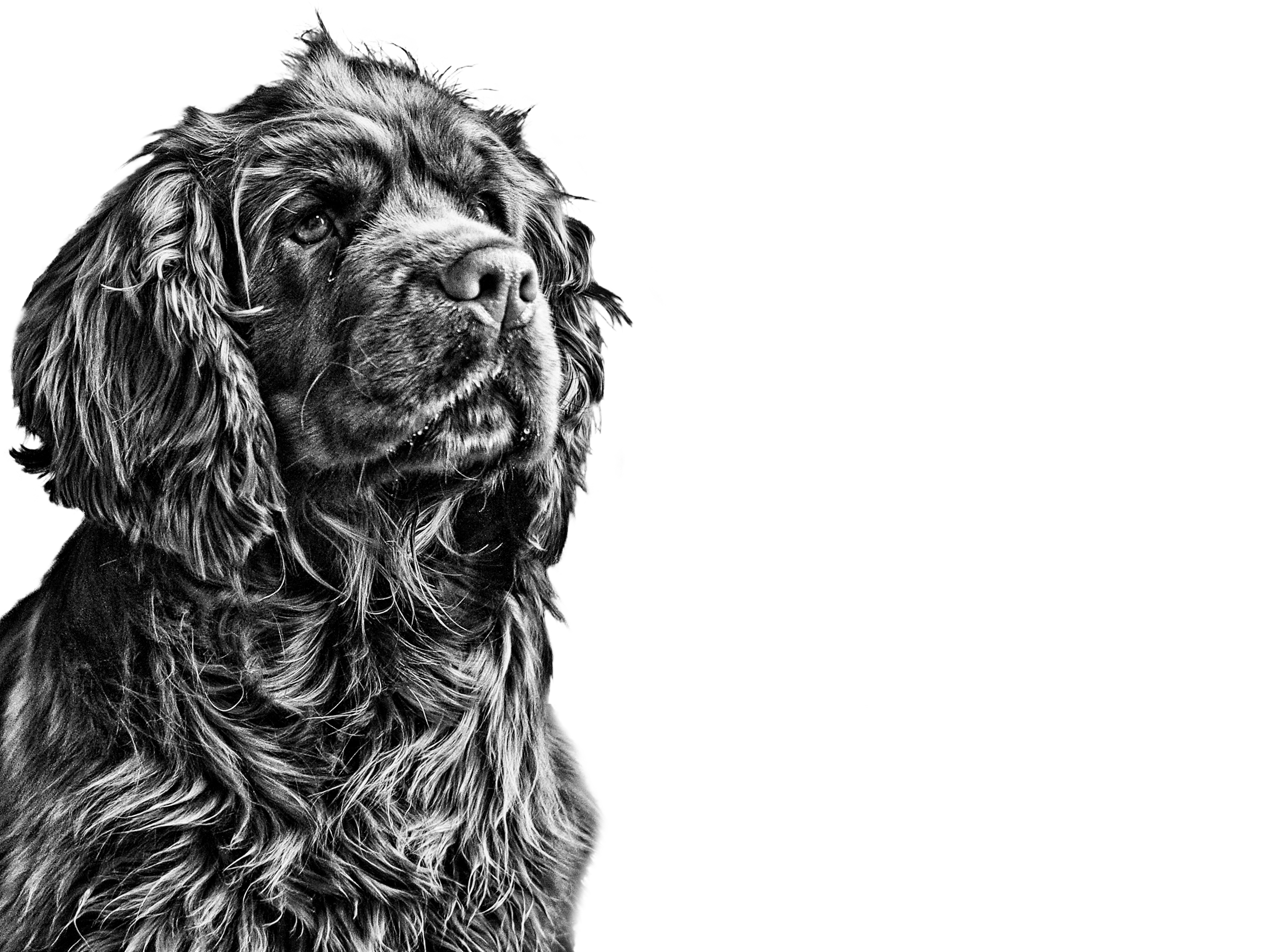 Sussex Spaniel adulto in bianco e nero