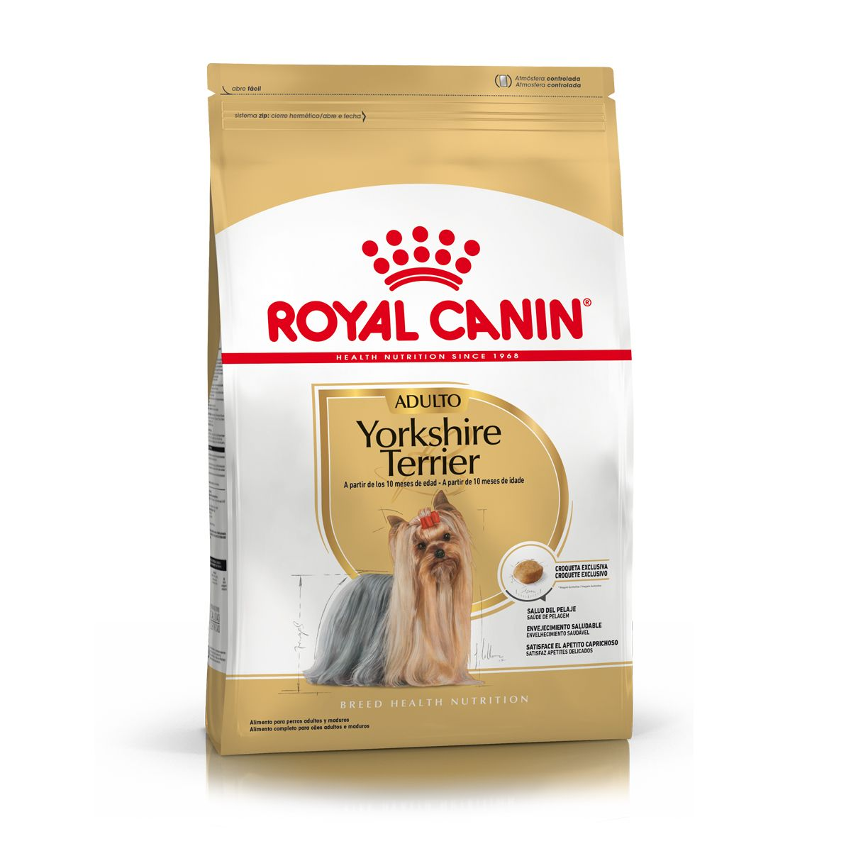 Yorkshire Terrier Adult