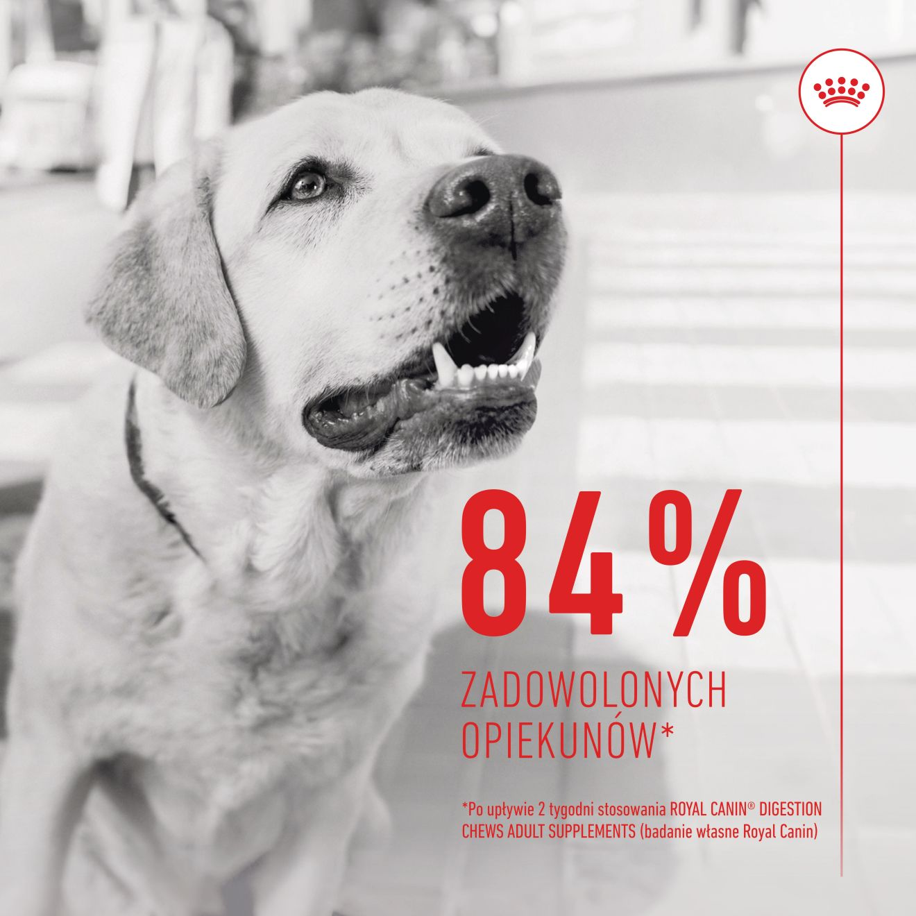 Supplements Dog Digestion Adult