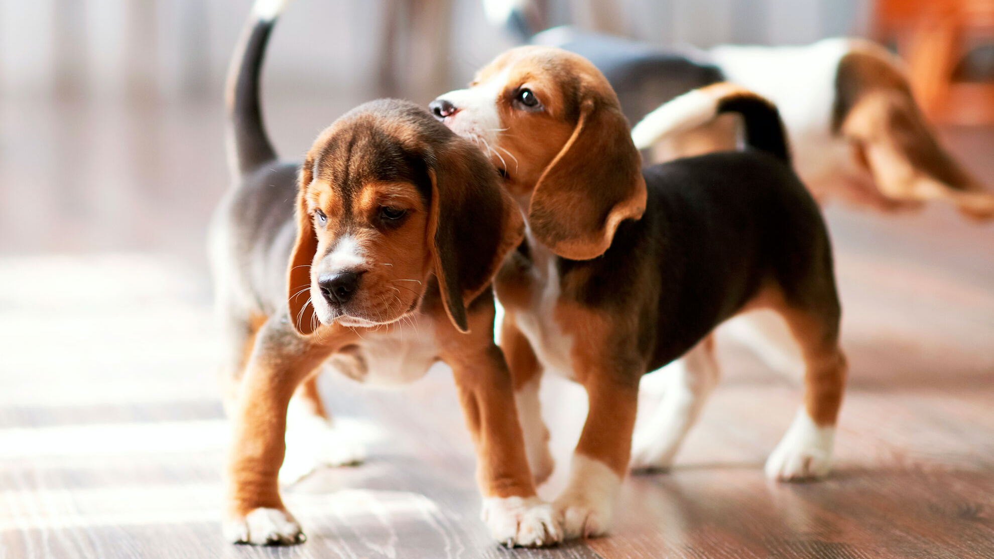 Cachorro de Beagle jugando en casa sobre el piso de madera 