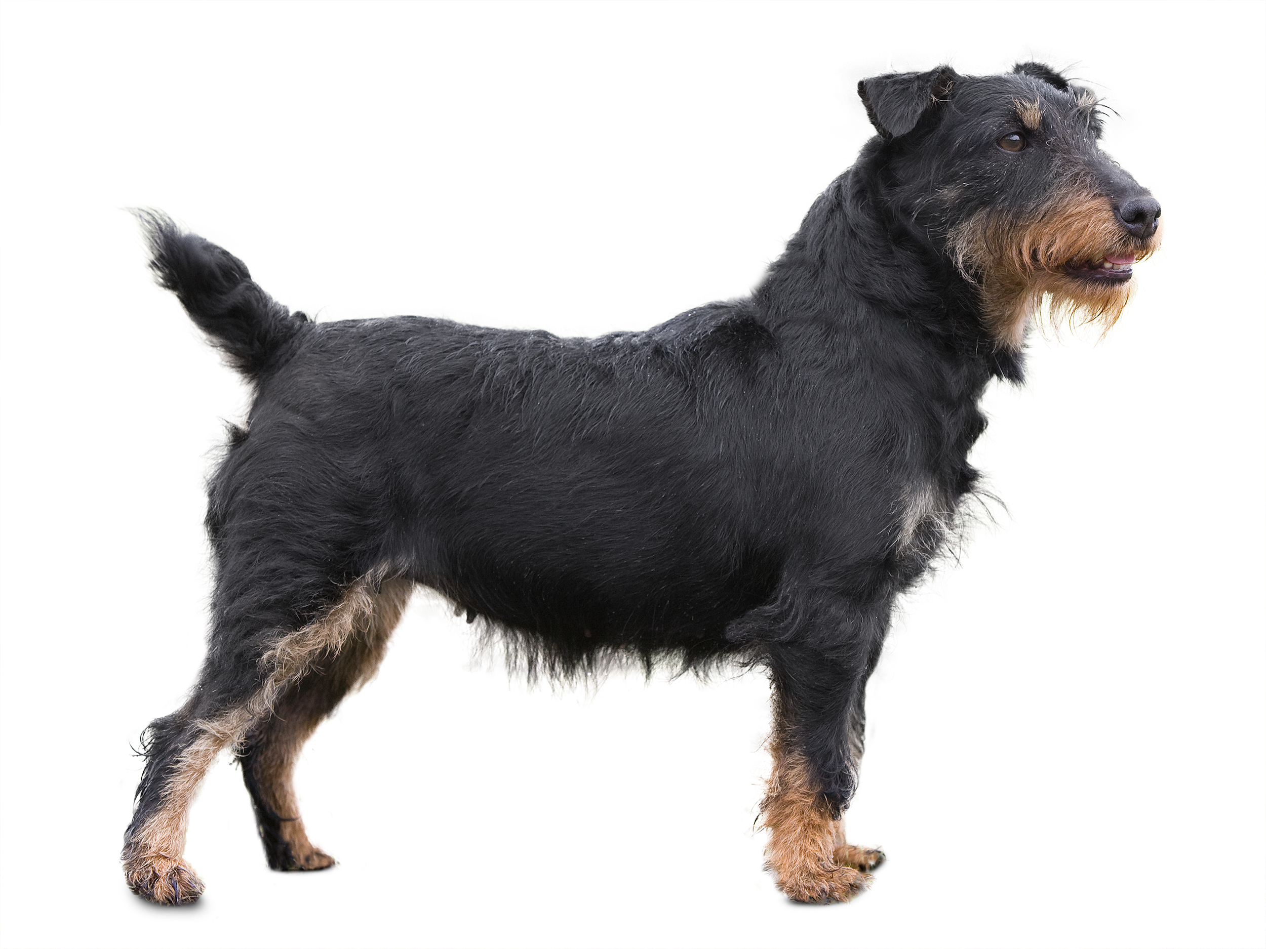 German Hunting Terrier adult black and white