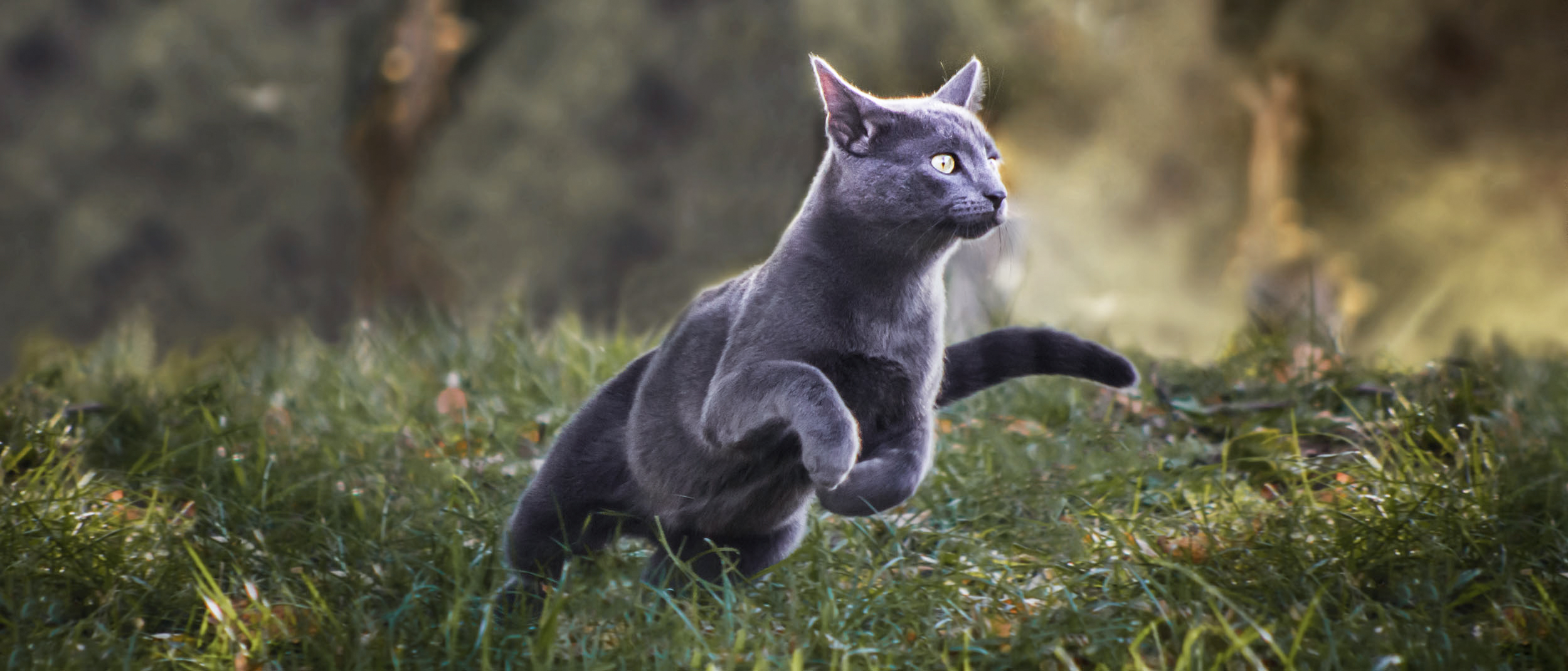 Adult Russian running outside on long grass.